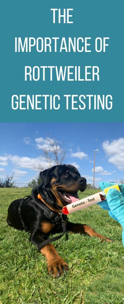  Besides, a good breeder will run numerous tests to verify that his puppies are clear of any inherited health issues that could be avoided