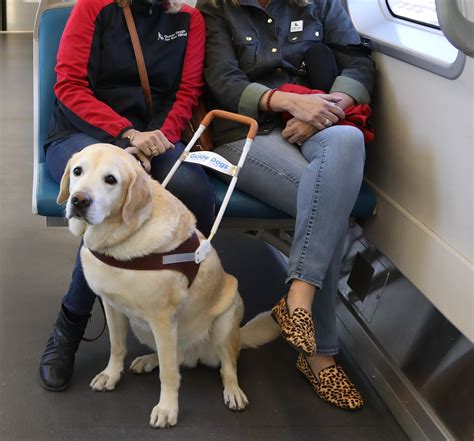  Besides being a popular family pet, they are also frequently trained as service dogs