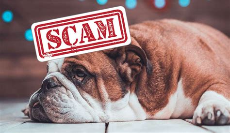  Beware the internet mini Bulldog scams …they really are out there in force
