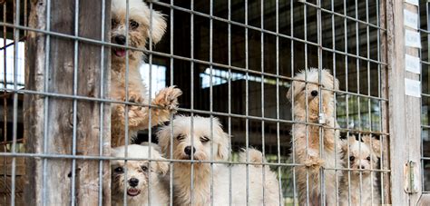  Beware unusually cheap puppies as they could come from a puppy farm