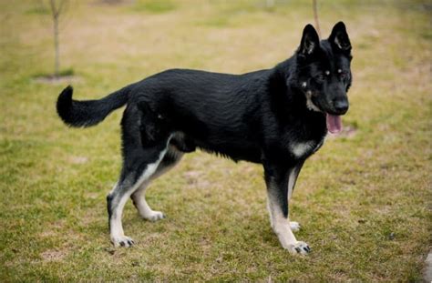  Bicolor Bicolor German Shepherds appear almost completely black and, to fit the breed standard, must have black heads, back, legs and tail