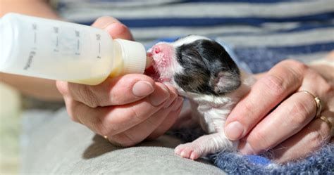  Birth - 4 weeks old: We bottle feed the puppies in supplement to their mother