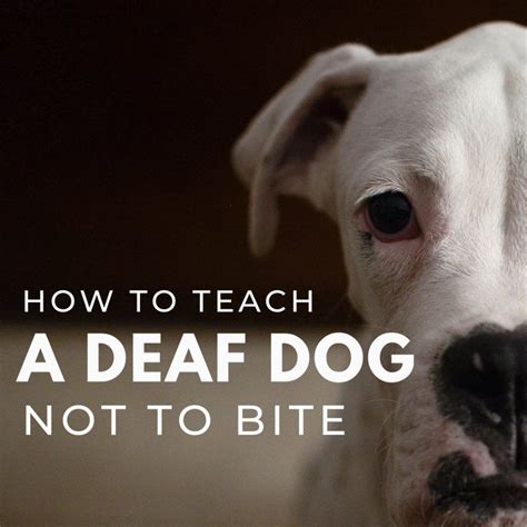  Biting Training Dogs can nib — but teach them not to bite