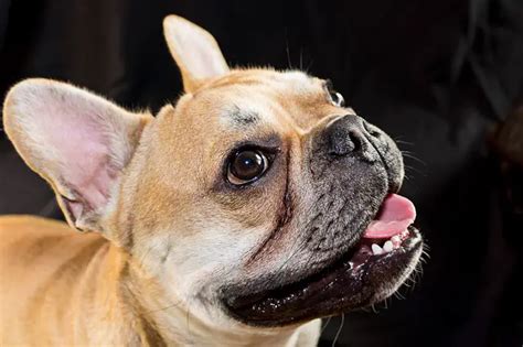  Biting behavior can also be seen in French Bulldogs