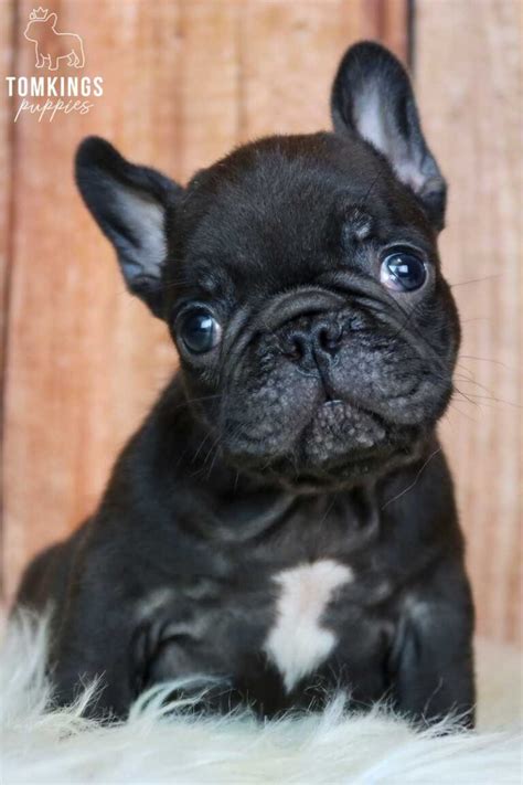  Black French bulldog — TomKings Puppies They are often mistaken for blue French Bulldogs, but they have a lighter, silverish coat, which gets lighter as they age
