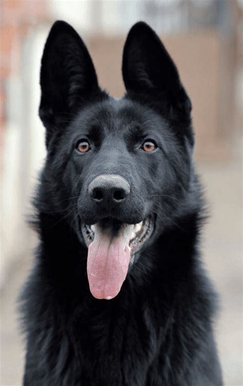  Black GSD and all other German shepherds are prone to the same health problems, including: Hip Dysplasia: This is a hereditary condition that causes malformation of a hip joint