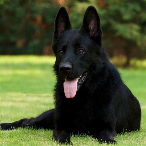 Black German Shepherds are no different