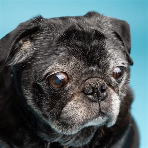  Black Pugs, because of their dark coat, are more prone to overheating in the sun, so if you live in a hot part of the world then walking them at night or early in the morning is advised