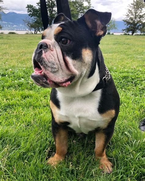  Black Tri English Bulldogs are a very rare yet very old color