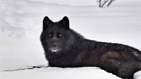  Black Wolf yuvası