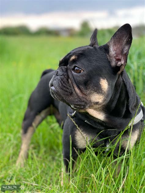  Black and Tan French bulldog price will depend on what other genes carried