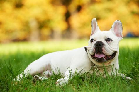  Black and White French Bulldog Health A lot of the health problems that the black and white Frenchie will be prone to are linked to its facial and body structure