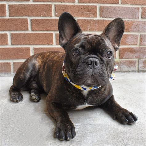 Black brindle French Bulldogs have a black base coat color with fawn hairs all over their bodies resulting in irregular light streaks