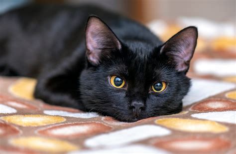  Black kittens, smooth-haired, short-haired