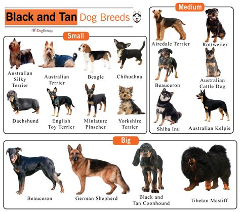  Black with tan markings is the most common for this breed