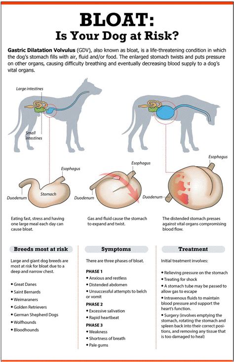  Bloat is among the leading cause of deaths for many large and giant dogs, which is why you need to watch out for the following symptoms: Swollen hard belly; Drooling; Signs of distress, pain and restless