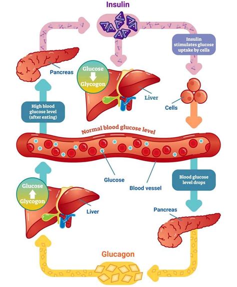  Blood sugar levels are regulated in part by insulin, which is produced in the pancreas