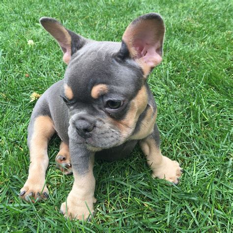 Blue And Tan French Bulldog Grooming Needs Photo from: rockysssmodernlife Another thing that is a big positive of the blue and tan French Bulldogs is their relatively low grooming needs, at least when it comes to their coats