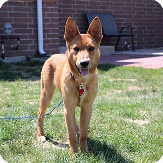  Blue Bay Shepherd The Red Heeler German shepherd Mix is a well-rounded dog that has been bred for working in packs and protecting its owners from danger