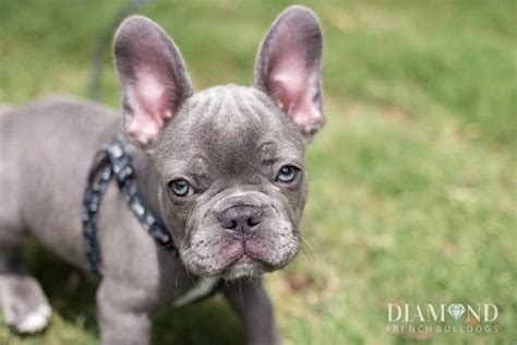  Blue Diamond French Bulldogs usually mature weighing around pounds and inches to the top of the back