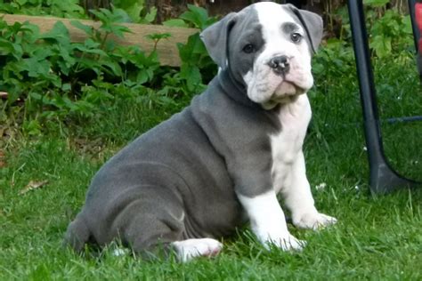  Blue English Bulldog Breeding Due to the wide-ranging and severe medical conditions affecting Bulldogs and years of extreme inbreeding, breeding healthy Bulldogs may be an impossible mission, reported a study led by researchers from the University of California, Davis
