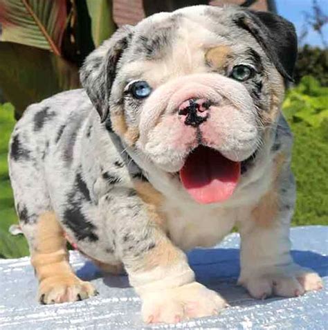  Blue English bulldogs Lilac colored English bulldogs will have blue eyes