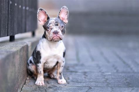  Blue Frenchies are quite striking however can be prone to Color Dilution Alopecia or CDA ;a recessive inherited condition that causes patches of hair thinning or loss