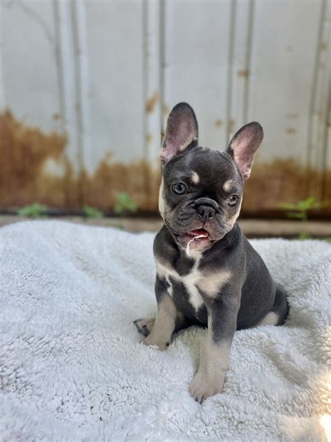  Blue and tan French Bulldogs have a solid blue base color with beige markings on their paws, chest, bottom, cheek and eyebrows