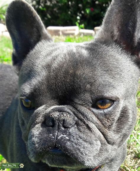  Blue brindle Frenchies also tend to have a white chest or other small areas of white