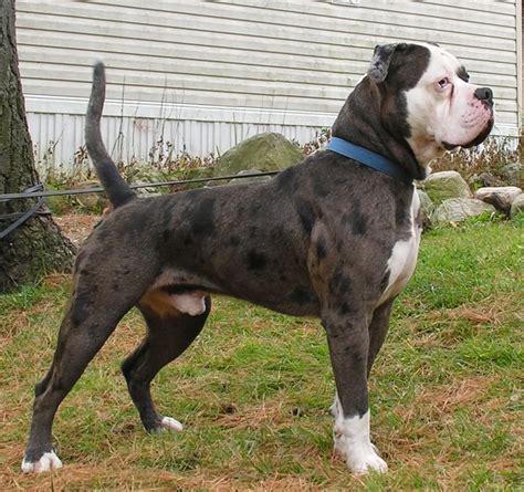  Blue fawn American Bulldog American Bulldog with a blue or grayish base coat with some markings of light yellowish tan color on the chest and feet