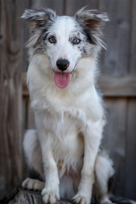  Blue merle is a white and gray pattern on a black coat