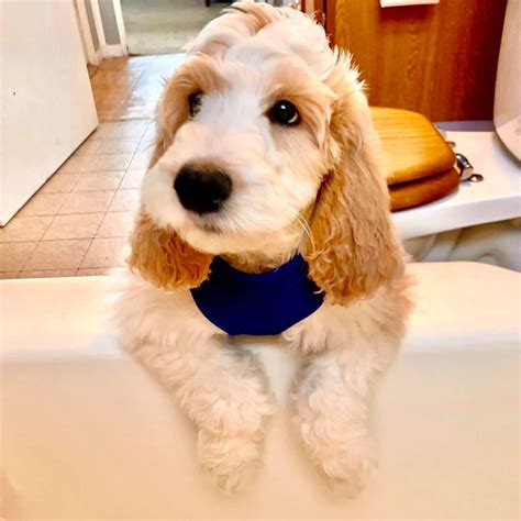  BlueBell Goldendoodles are based on a small farm close to Lake Shelbyville