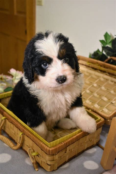  Bluff Country Bernedoodles follows responsible breeding practices