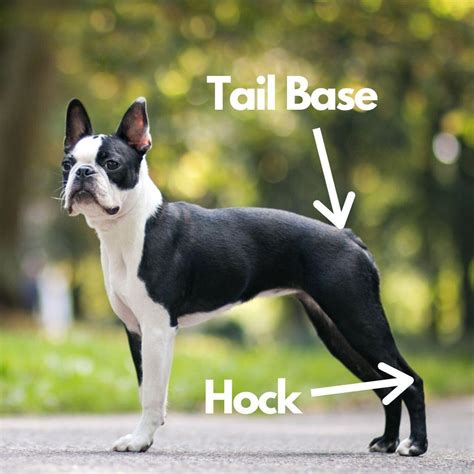  Body: Boston Terriers have a lean, light body, generally reaching a weight of less than 25 pounds