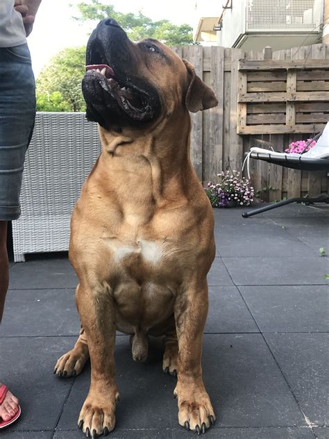  Boerboels generally live for years on average