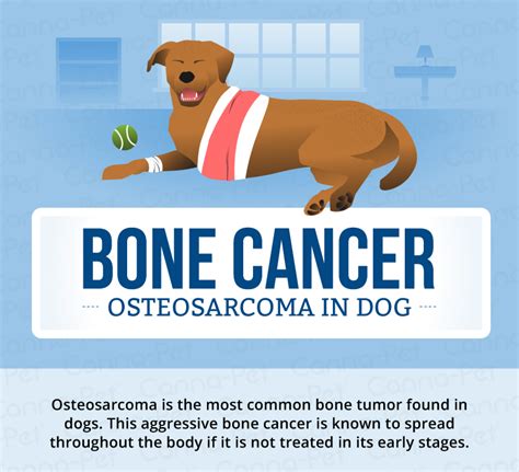  Bone Cancer Osteosarcoma — the most common bone cancer found in dogs, more commonly in the larger breeds