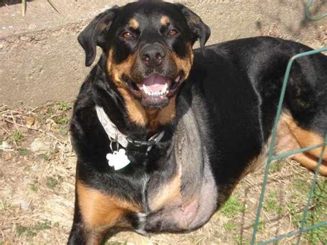  Bone cancer — Sadly the Rottie has one of the highest rates of bone cancer