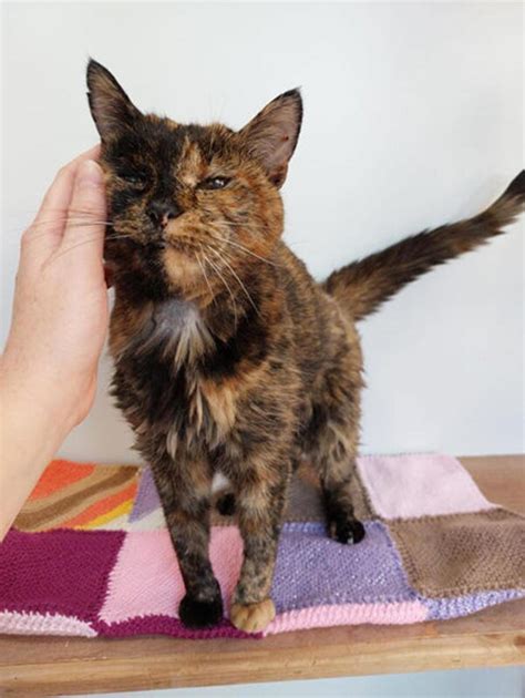  Bonnie "CBD has made him a happier and comfortable senior cat! He is the oldest of six, all of which are indoor cats