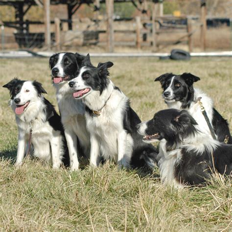  Border Collies Border collies were originally used as herding dogs, but they also make great family pets