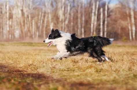  Border Collies generally live for years on average