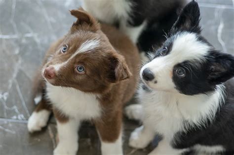  Border Collies get along well with other dogs and children, but can be reserved or slightly suspicious towards strangers