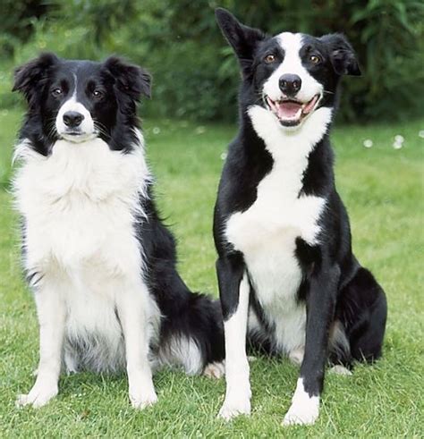  Border collies have a warm undercoat with a protective outer coat that tends to be longer and can be either smooth or shaggy