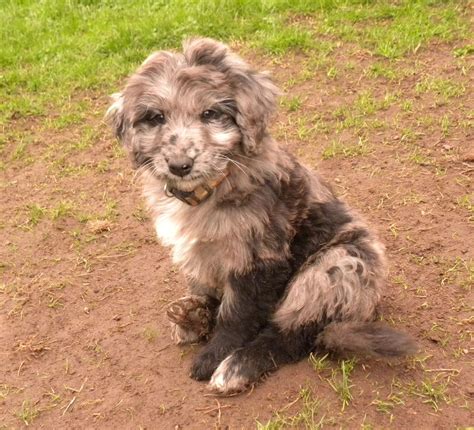  Bordoodle colours also vary in each litter, we expect wheaten, chocolate, black and blue merle coats in our litters