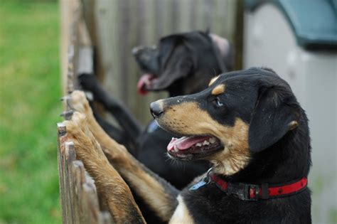  Boris can be protective and territorial around other dogs, especially in his home environment