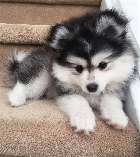  Born March 18, , Ready to go May 12, Are Cortland Pomskies for sale considered smart dogs? Pomskies, the loving and loyal combination of a Pomeranian and a Siberian Husky, are definitely considered smart dogs