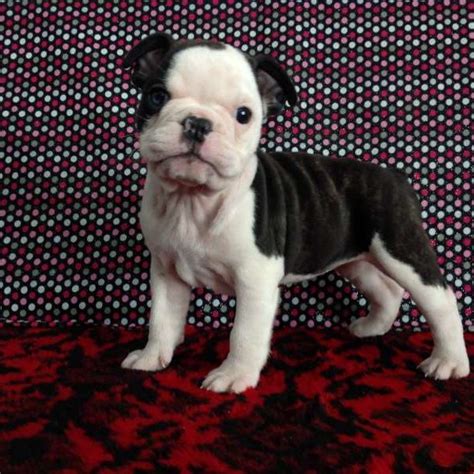  Boston Bulldogs for sale are really sweet, kind, and lazy dogs that are affectionate, loyal, goofy, and funny
