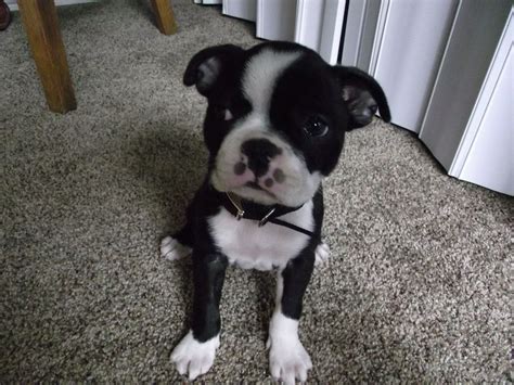  Boston Terrier Mix Puppies for Sale
