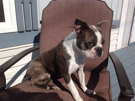  Boston Terriers, on the other hand, have a higher-than-average incidence of patellar luxation, deafness, and a spinal disorder called hemivertebrae