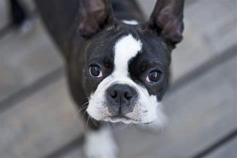  Boston Terriers are small dogs with big eyes and big personalities