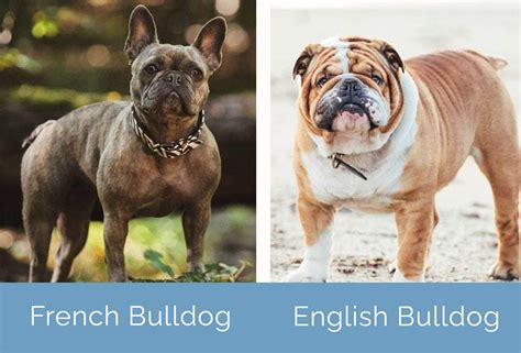  Both English and French Bulldogs are an attractive and eye-catching breed